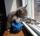 Snipeᴙ KaT