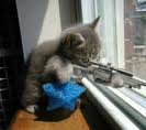 ^Sniper Kat^